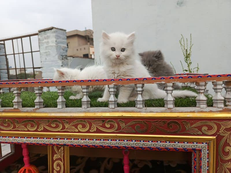 Fancy Persian cat kitten 11