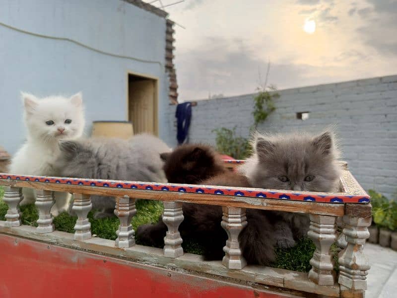 Fancy Persian cat kitten 13