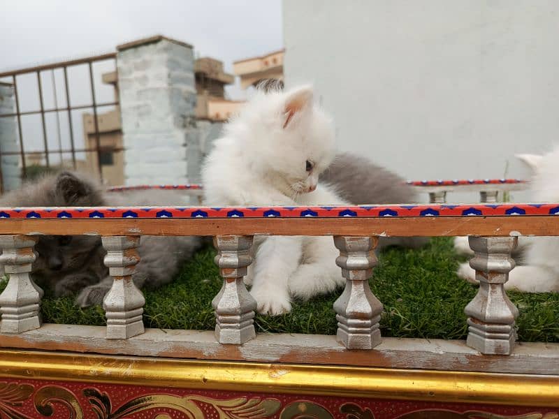 Fancy Persian cat kitten 15