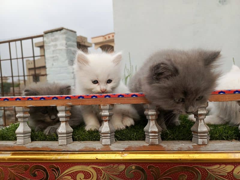 Fancy Persian cat kitten 16