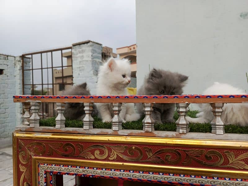 Fancy Persian cat kitten 17