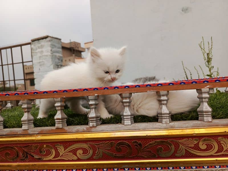 Fancy Persian cat kitten 18
