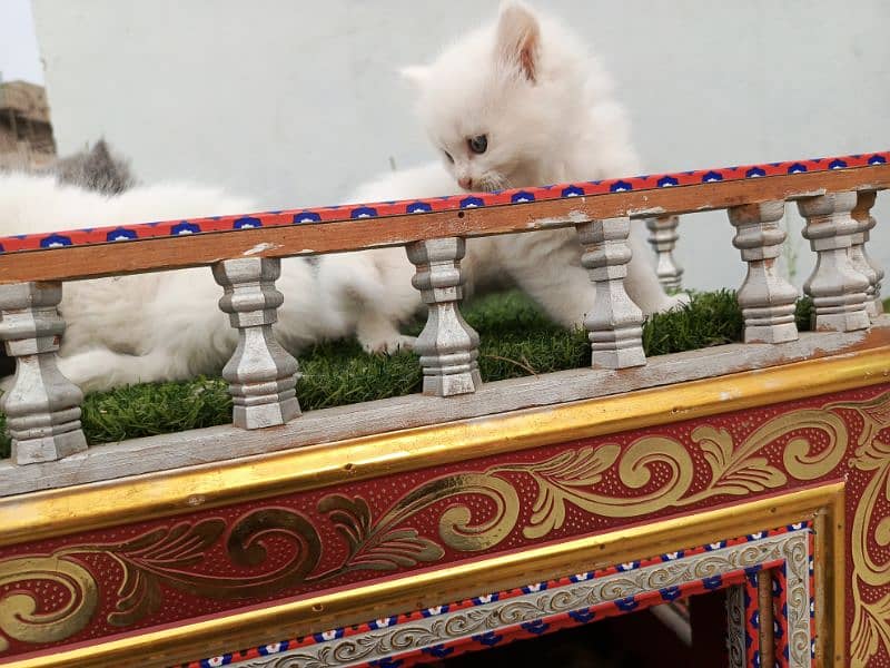 Fancy Persian cat kitten 19