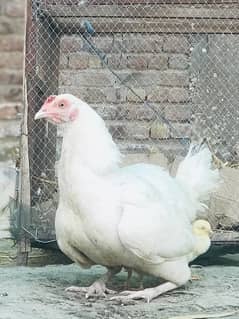 Heera Aseel Murgi With 2 chicks 0
