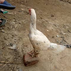 argent for sale aseel murghi mianwali breed