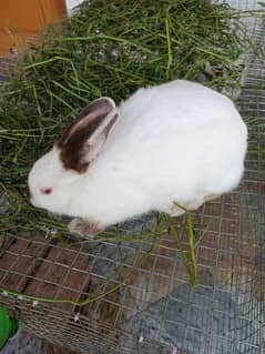 2 pair of California rabbit healthy and active