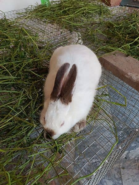 Rabbits | Breed | california | High Quality | Available 1