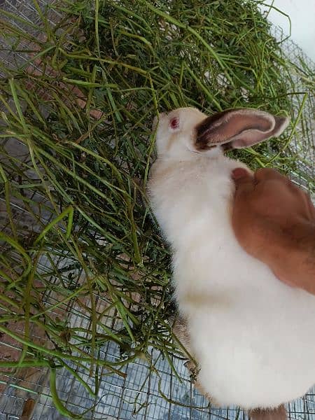 Rabbits | Breed | california | High Quality | Available 2