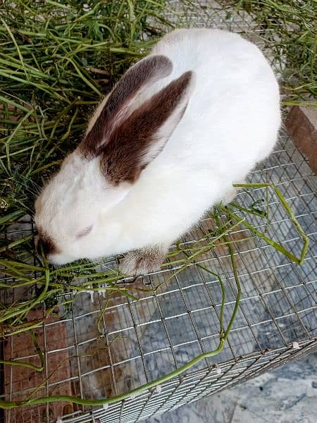 Rabbits | Breed | california | High Quality | Available 3