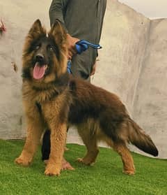 German shepherd male full long Cort show quality for sale 0