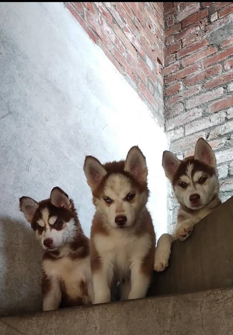 Siberian | Husky | Pupies | Dog | Wolly coat | Siberian husky | PUP 0