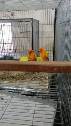 Sunconure chicks