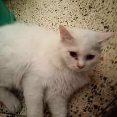this is my cat name jr he is like 4months the price is negotiable