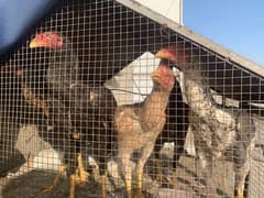Shamu Hens Male And Females (age 6-7Months)