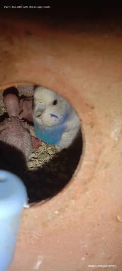 2 budgies pairs for sale with chicks.