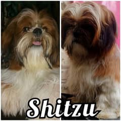 shihtzu female puppy available