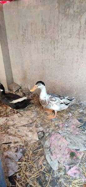 3 Ducks , 2 Female and 1 male , Eggs laying 1