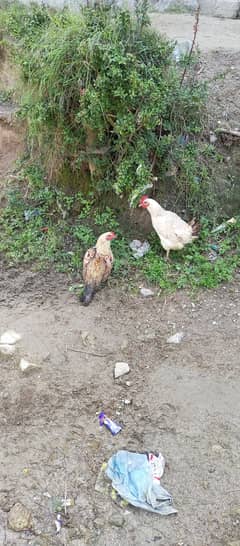 2 hens for sale ( aik murghi aik murgha)