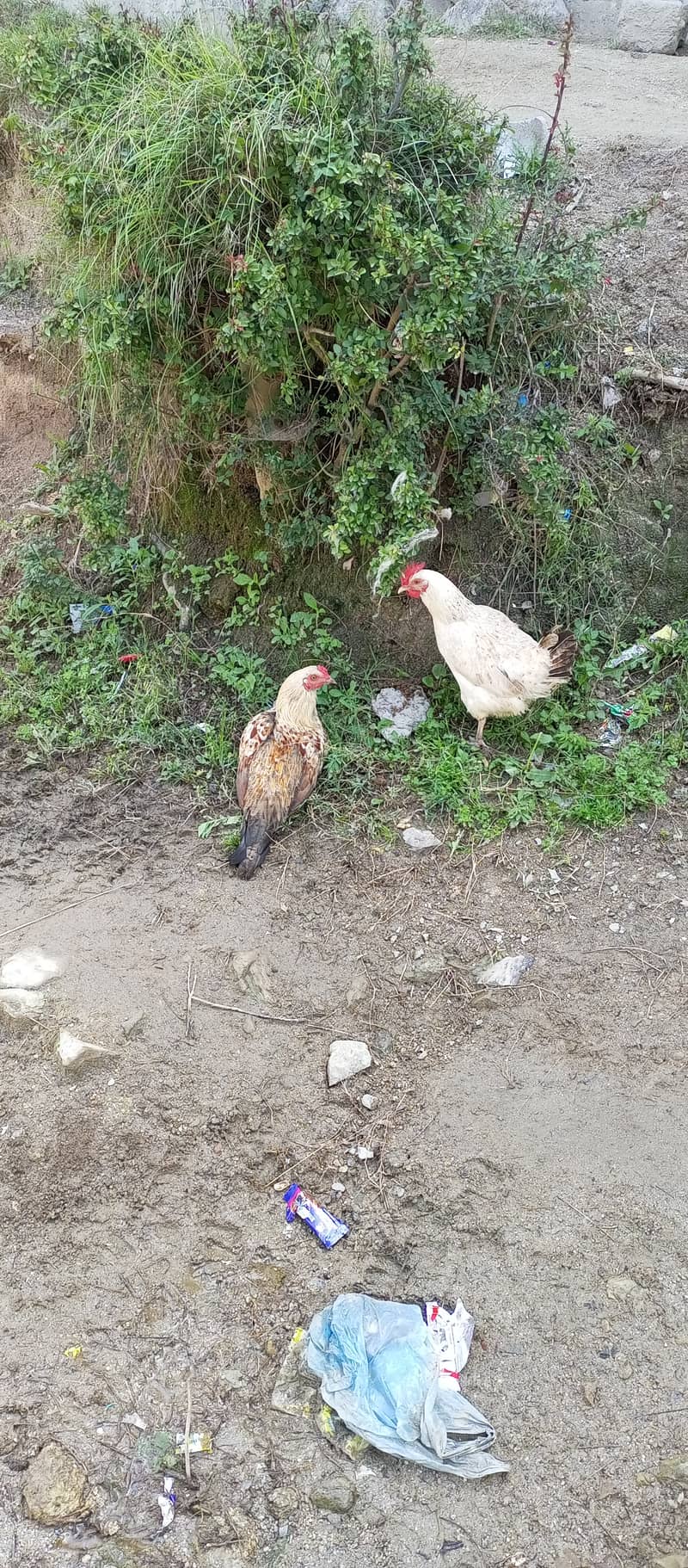 2 hens for sale ( aik murghi aik murgha) 0