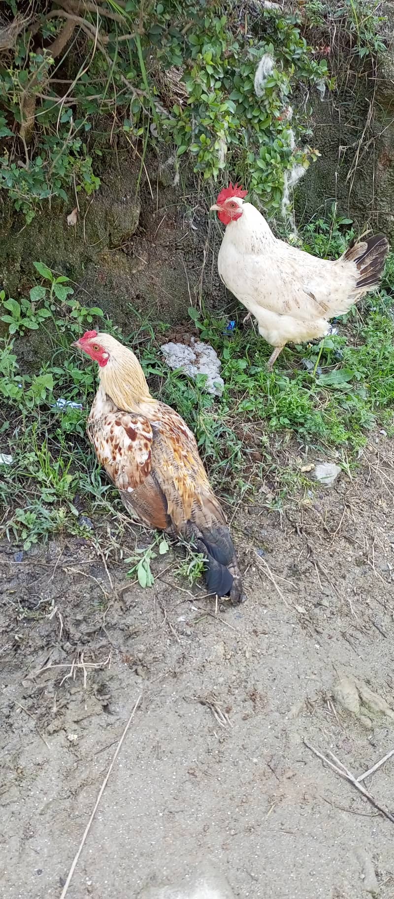 2 hens for sale ( aik murghi aik murgha) 1