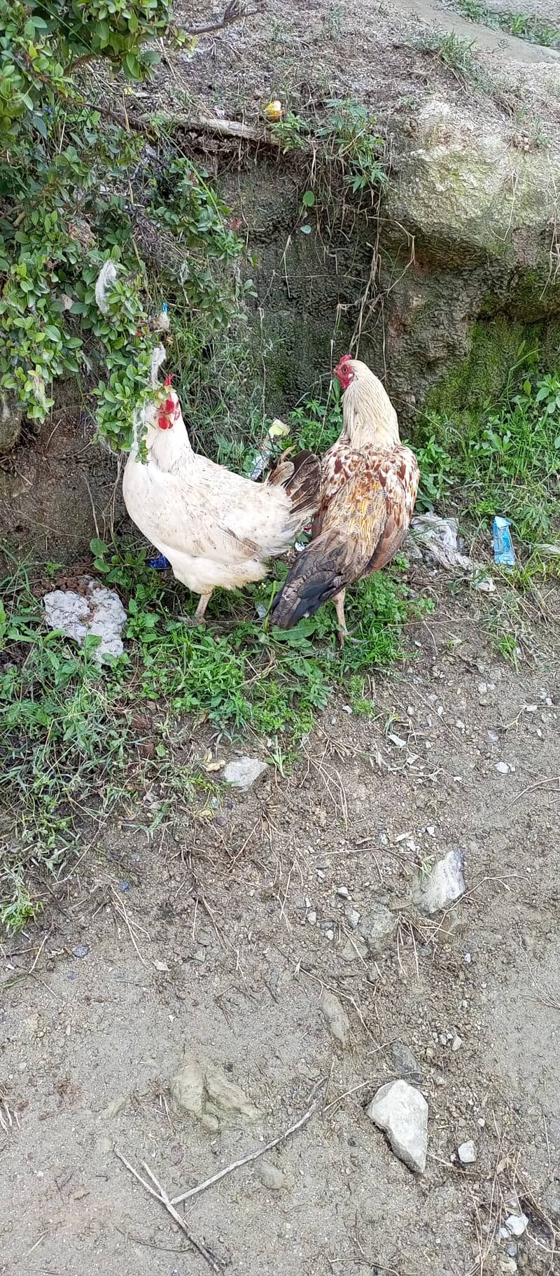 2 hens for sale ( aik murghi aik murgha) 2