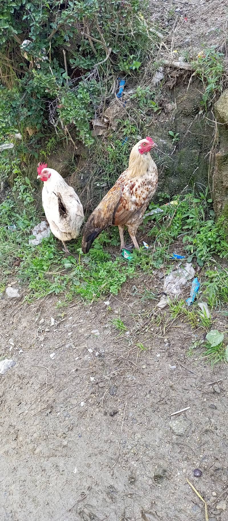 2 hens for sale ( aik murghi aik murgha) 3