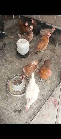 hens for sale egg laying 0