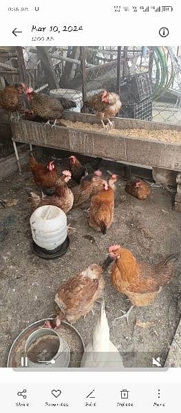 hens for sale egg laying 1
