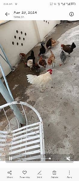 hens for sale egg laying 2