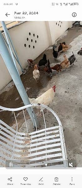 hens for sale egg laying 3