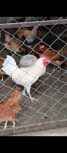 hens for sale egg laying 4