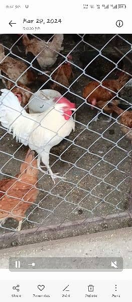 hens for sale egg laying 5