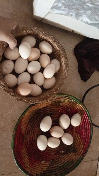 hens for sale egg laying 7