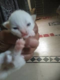 Male and female kittens
doll face
Age 14 days
Active and healthy