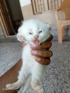 female kitten parcian