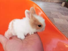 Rabbit breeder female with Bunnies for sale 0
