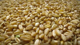 Wheat (گندم) ، Gandum