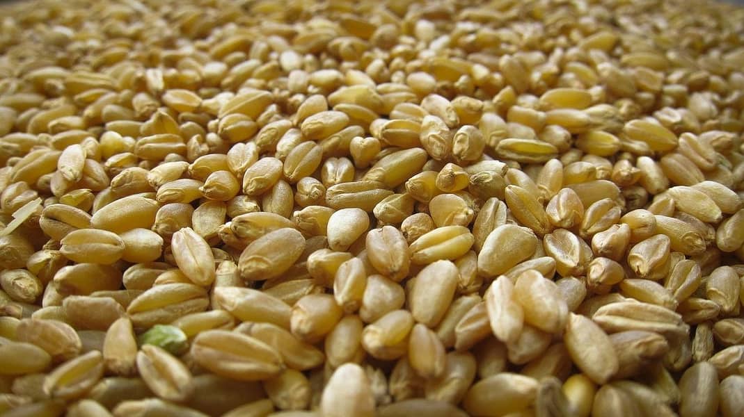 Wheat (گندم) ، Gandum 0