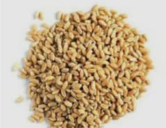 Wheat (Gandum) 0