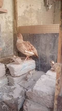 Teetar Chik 23 days  for sle and one cage for sle