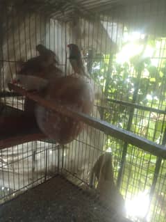 Whole setup for sale,some finches pairs,2 portion cage ,4 portion cage