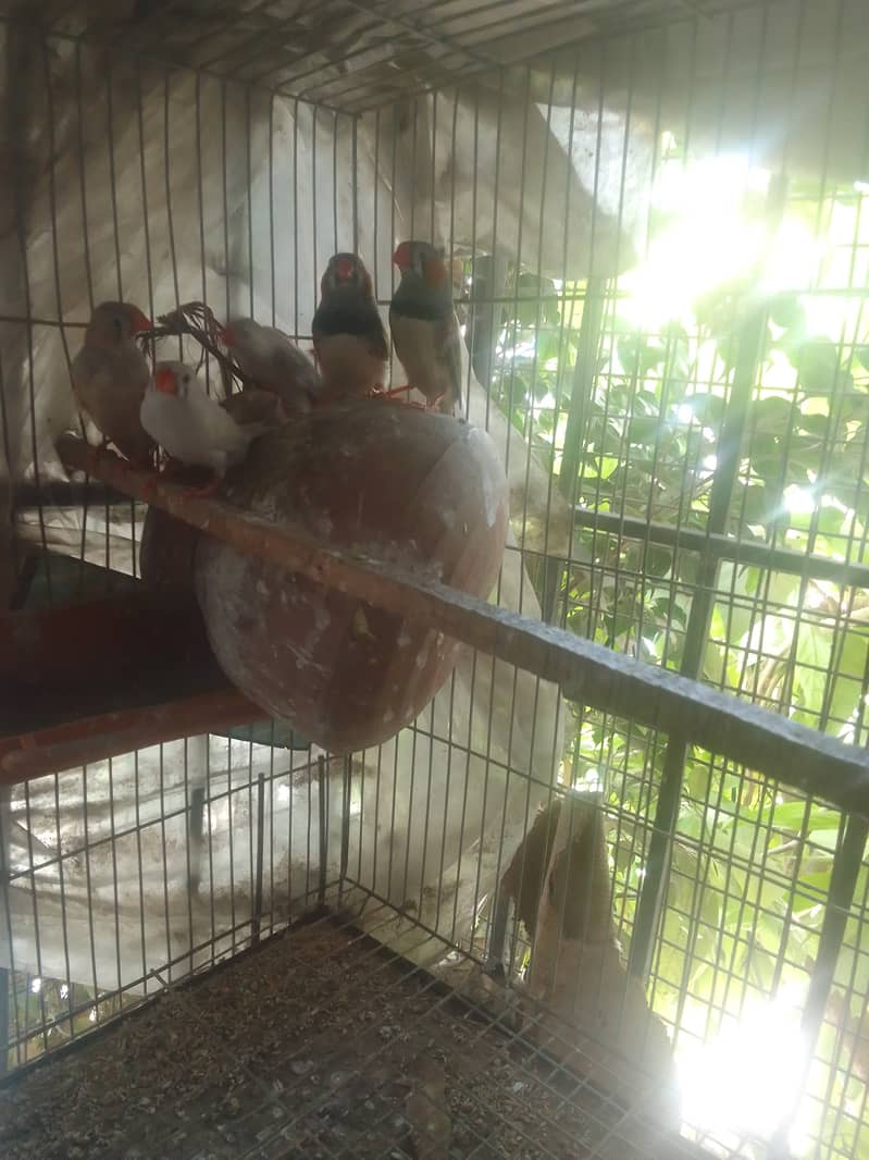 Whole setup for sale,some finches pairs,2 portion cage ,4 portion cage 1