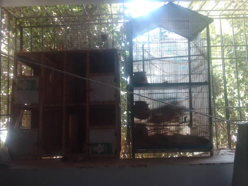 Whole setup for sale,some finches pairs,2 portion cage ,4 portion cage 2
