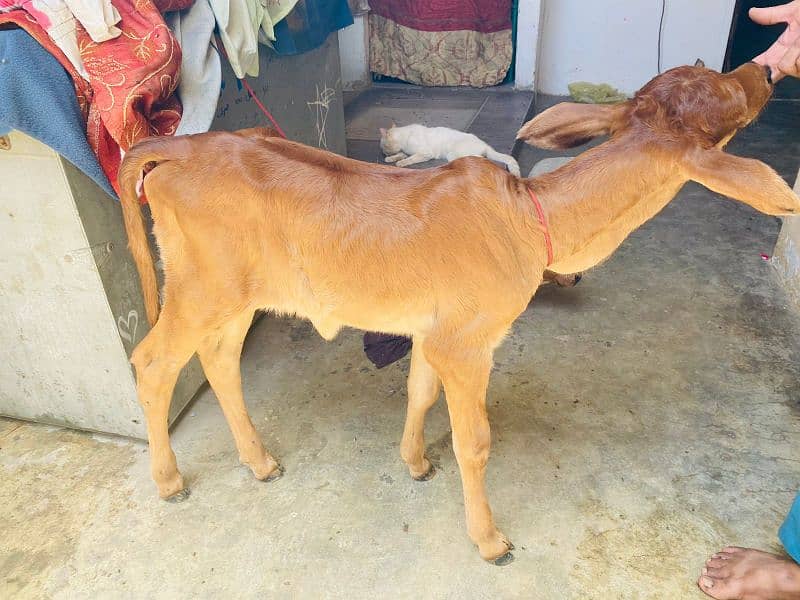 cow kid for sale 2 female healthy end active mashallah 03172112210 0