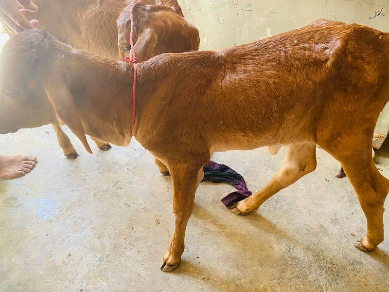 cow kid for sale 2 female healthy end active mashallah 03172112210 3