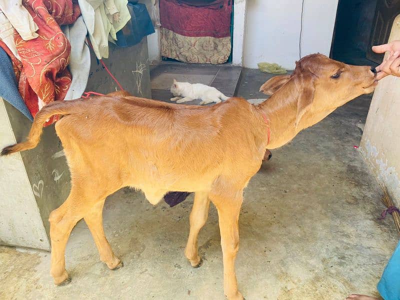 cow kid for sale 2 female healthy end active mashallah 03172112210 7