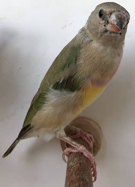 Lady Gouldian Pairs for sale 10