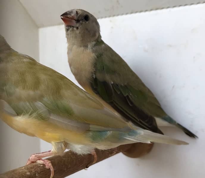 Lady Gouldian Pairs for sale 12