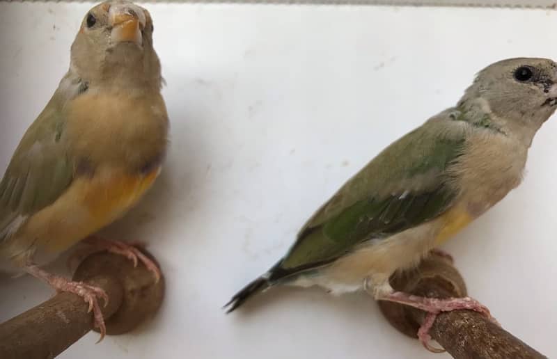 Lady Gouldian Pairs for sale 13