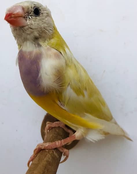 Lady Gouldian Pairs for sale 14